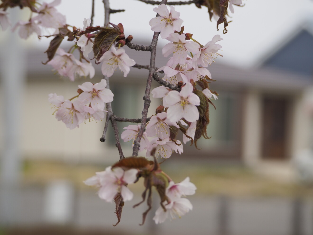 sanaさんの写真 満開の桜