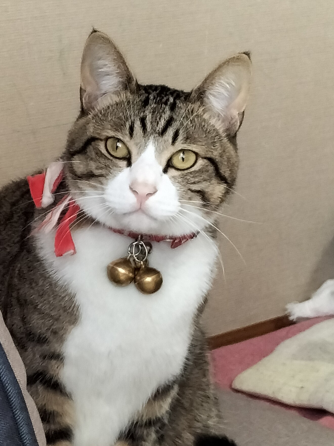 浅野由美さんの写真 愛猫リリー