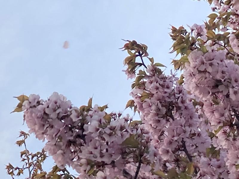 森みちこさんの写真 ご近所の桜シリーズ🌸花吹雪