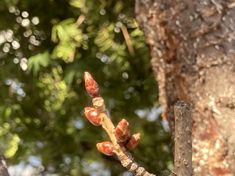 森みちこさんの写真 桜はまだ先のお楽しみ