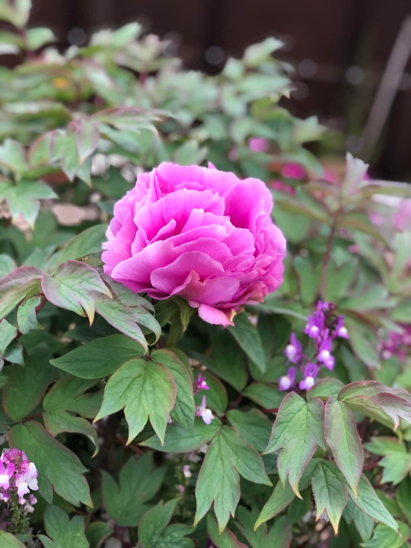 藤永慶子さんの写真 ピンクの花と目があった❤