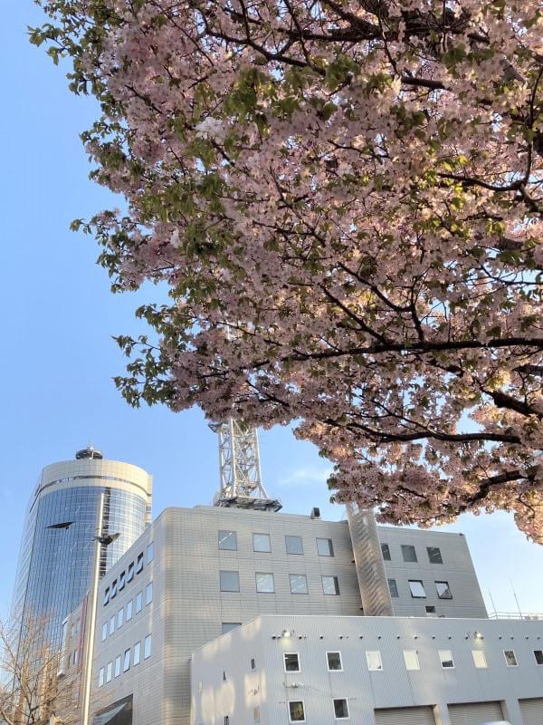 森みちこさんの写真 近所の桜シリーズ🌸