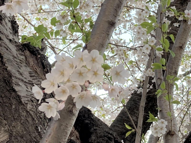森みちこさんの写真 満開の桜🌸