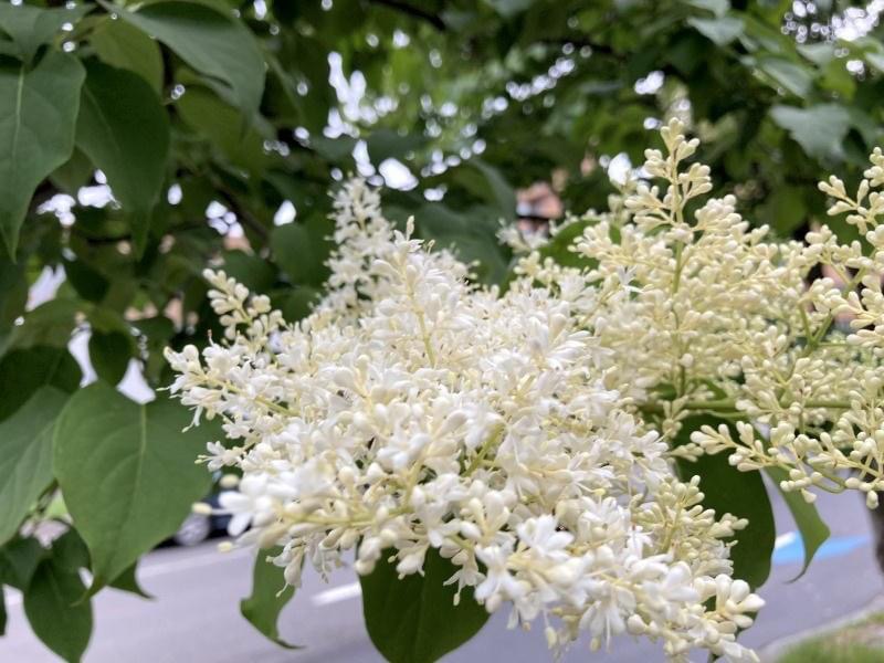 森みちこさんの写真 甘いかおりの白い花