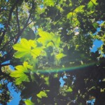 森道子さんの写真 夏の名残　緑イキイキ