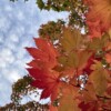 森みちこさんの写真 紅葉と秋空