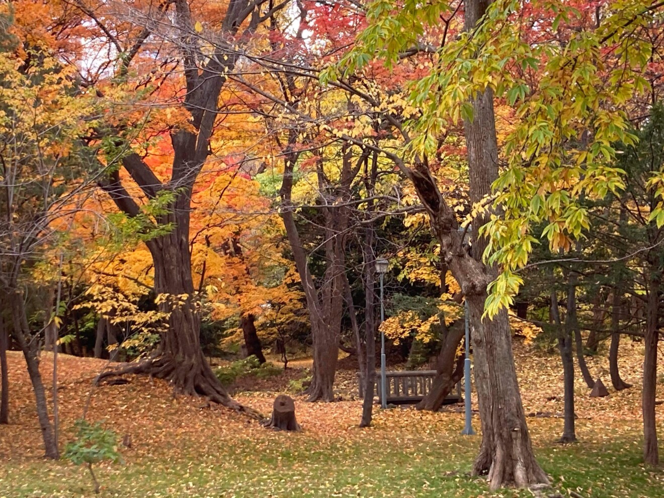 森みちこさんの写真 晩秋の庭園をプチ散歩