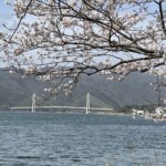 はる／ お花見ウォーキングです。